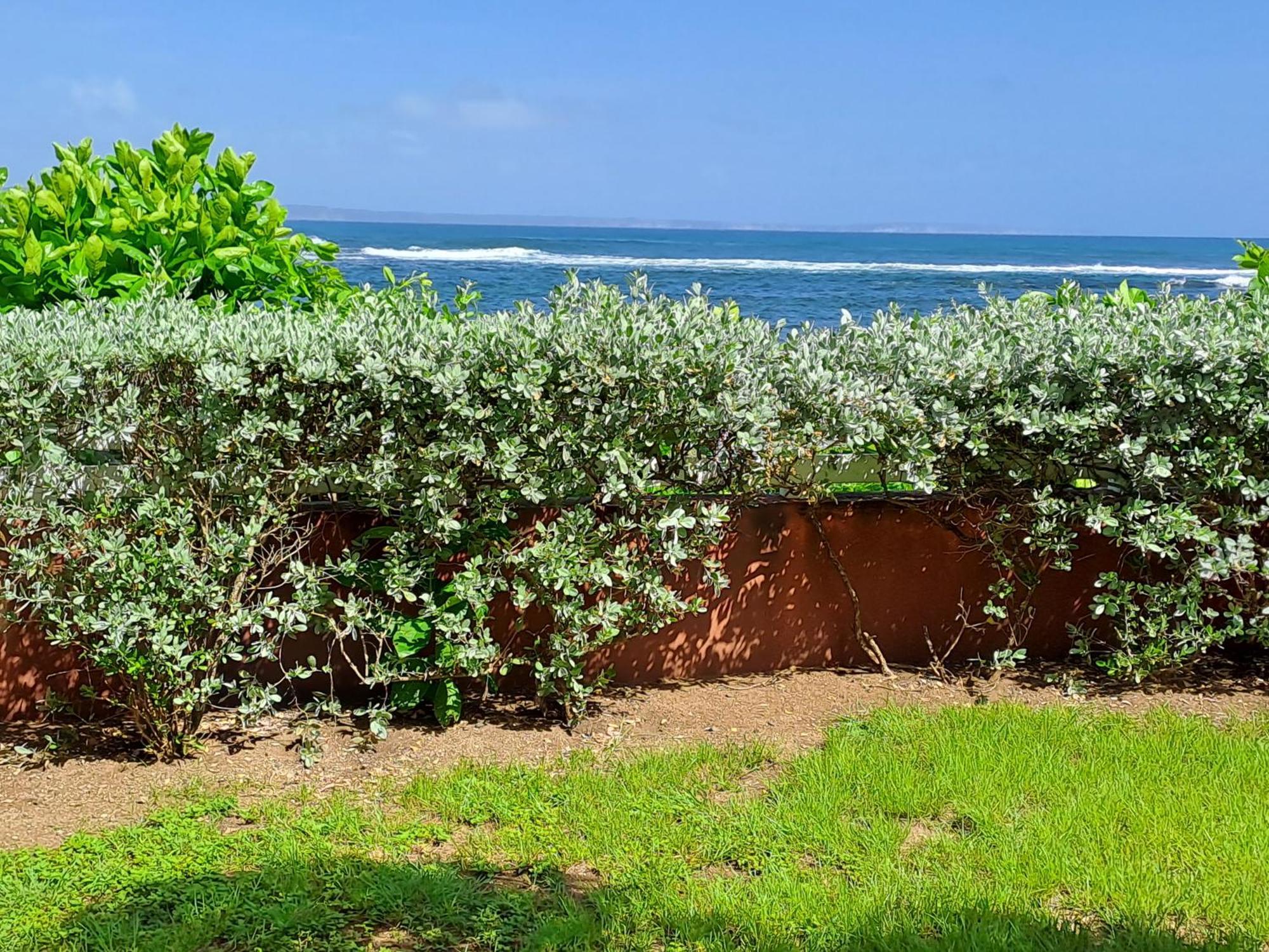 Rdc Appartement En Bord De Mer Au Son Des Vagues Le Moule Eksteriør billede